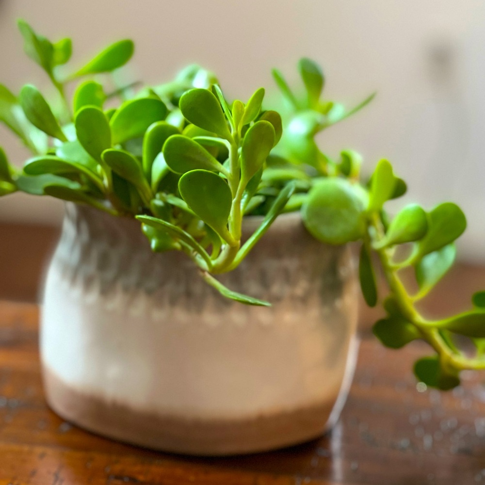 Decorative ombré painted glazed stoneware planter pot